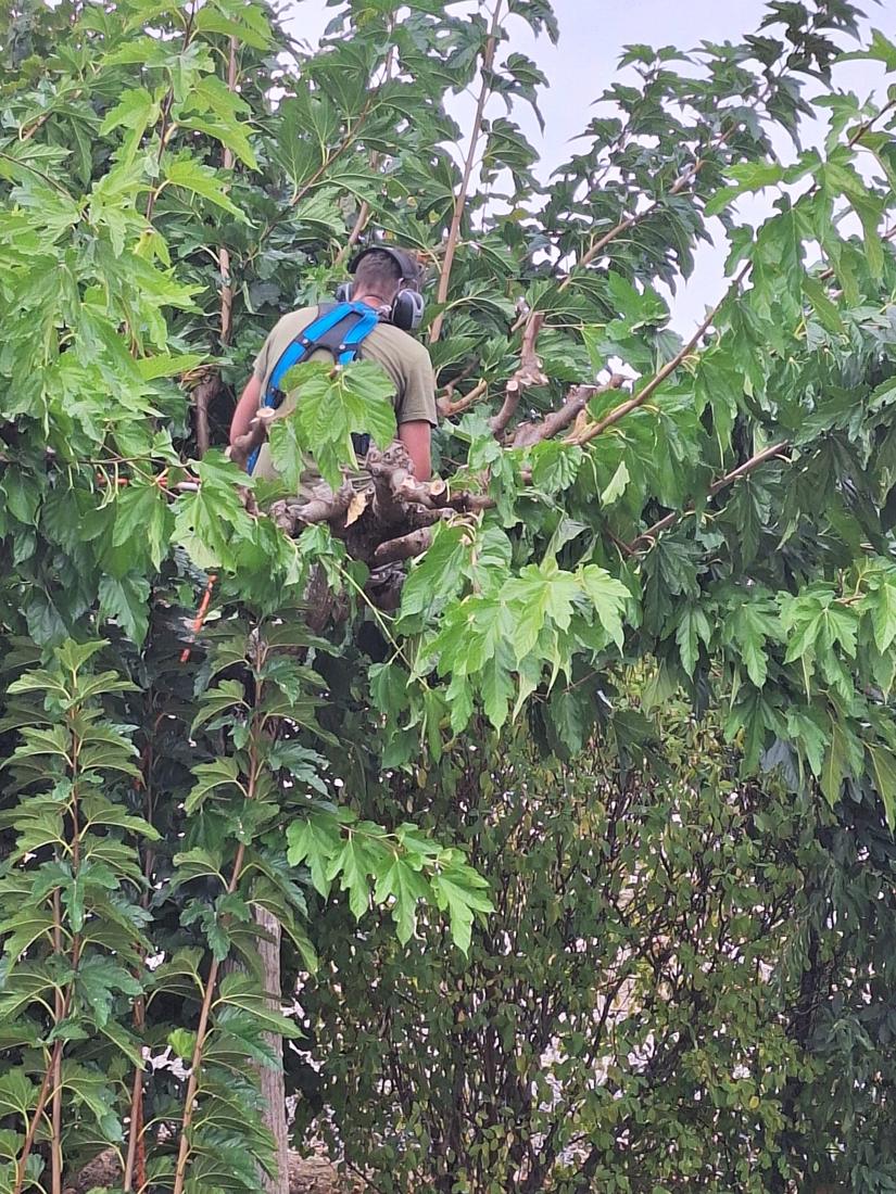 Anthony en train de tailler un arbre en hauteur